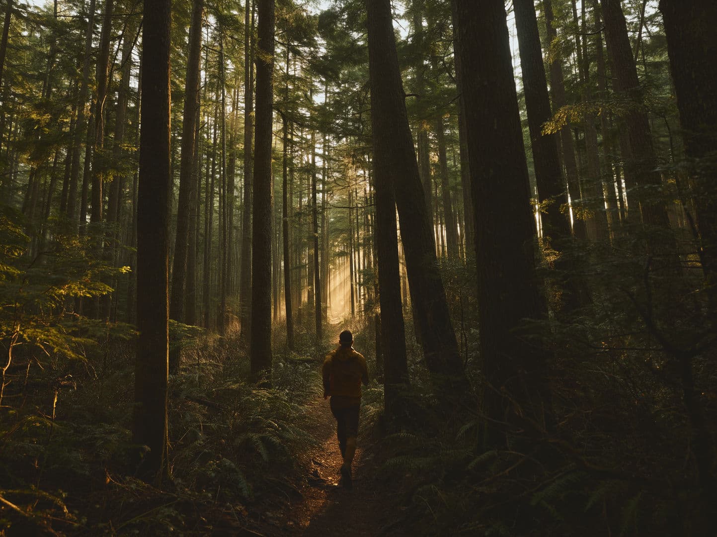 High Park Rogue Runners